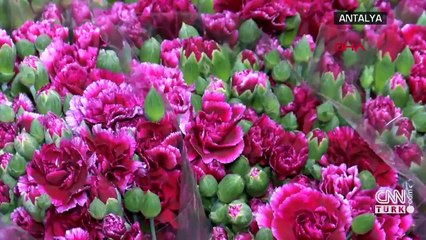 Avrupalı sevgililere 60 milyon dal çiçek gönderildi