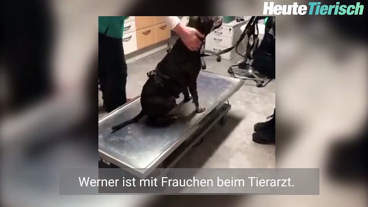 Vierbeiner will von Tierarzt nicht nach Hause gehen