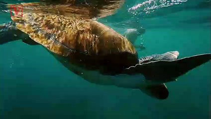 Green Turtle Poops Out Trash After Being Rescued By Fisherman