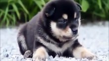 Funny pet videos