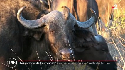Afrique du Sud : le buffle, un animal dangereux pour l'homme