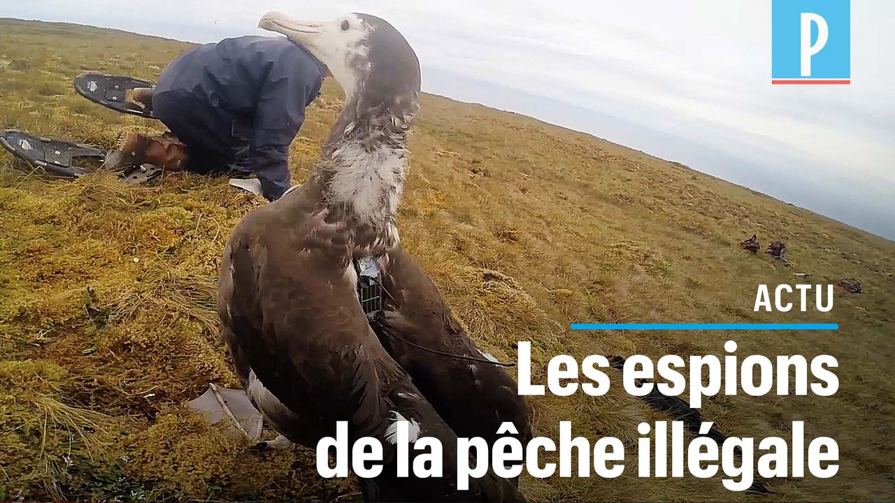 Des albatros équipés de GPS traquent les bateaux de pêche illégaux