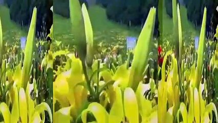 Ağlasam mı Gülsem mi **Müzik İlgün SOYSEV **Sözler Aynur AVCI