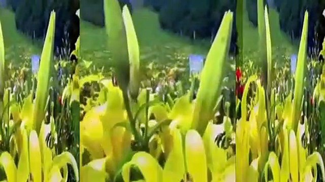 Ağlasam mı Gülsem mi **Müzik İlgün SOYSEV **Sözler Aynur AVCI