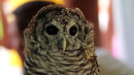 'Extremely Obese' Owl Too Heavy To Fly Baffled Rescuers