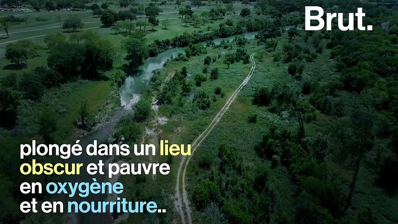 La salamandre aveugle du Texas, une créature très étrange