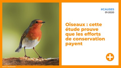 Oiseaux : cette étude prouve que les efforts de conservation payent