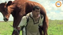 Un Ukrainien surpuissant porte une vache sur ses épaules