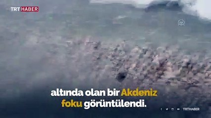 Antalya'da Akdeniz foku görüntülendi