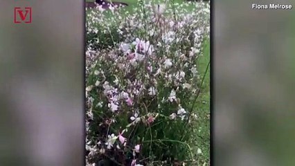 Dazzling Footage Shows Gorgeous Butterfly Migration In South Africa