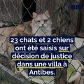 Après une plainte de la Fondation Bardot, 25 animaux saisis dans une résidence privée