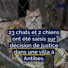 Après une plainte de la Fondation Bardot, 25 animaux saisis dans une résidence privée