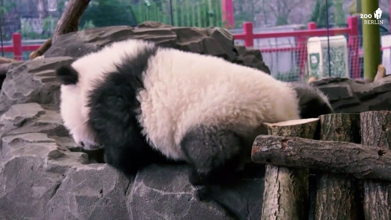 Les bébés pandas du zoo de Berlin font leur pre...
