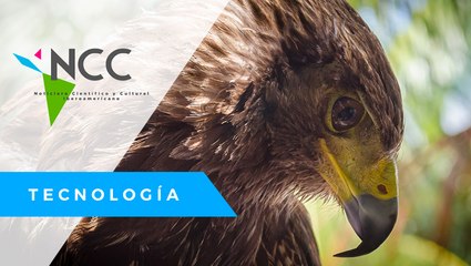 Es­pa­ña, el país pro­duc­tor de hal­co­nes dig­nos de un rey