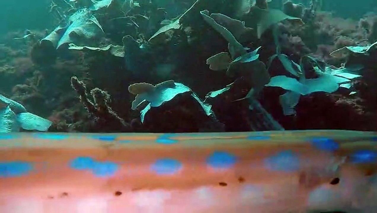 Trumpetfish in Rio