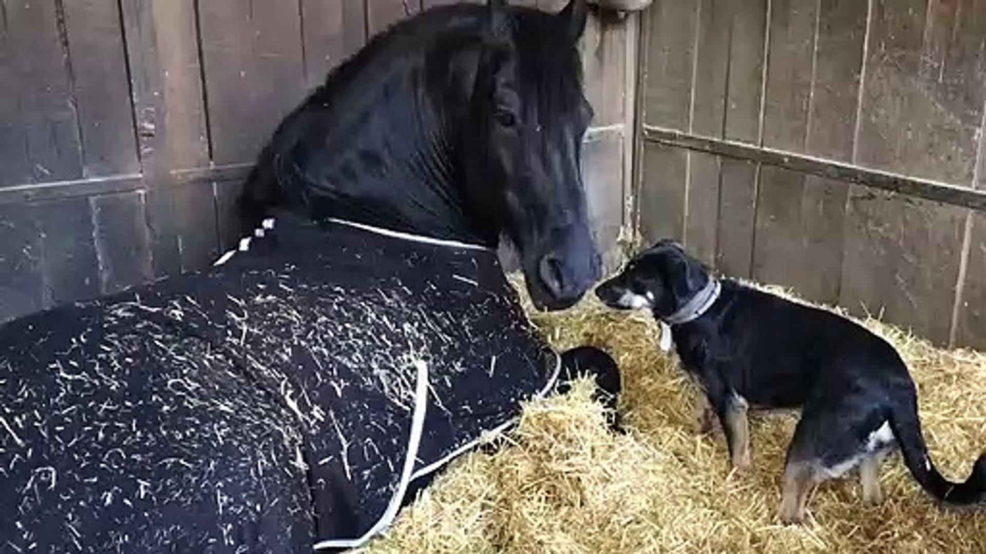 ⁣Dog and Pony Show Affection