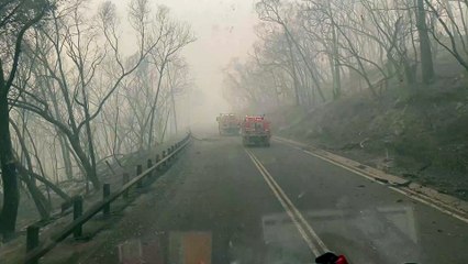 Fire Truck Team Dodge Fallen Burnt Trees on Road to Batlow