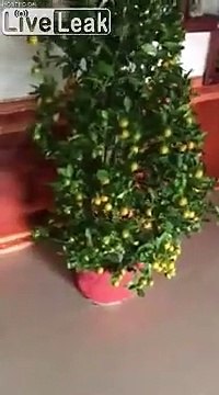 Un essaim d'abeilles logé dans la cuisine de cette maison !