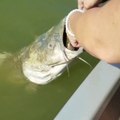 Un poisson trop gourmand a une tortue coincée dans la bouche