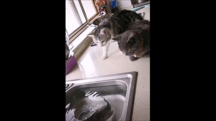 Ce poisson va montrer aux chats qui est le chef