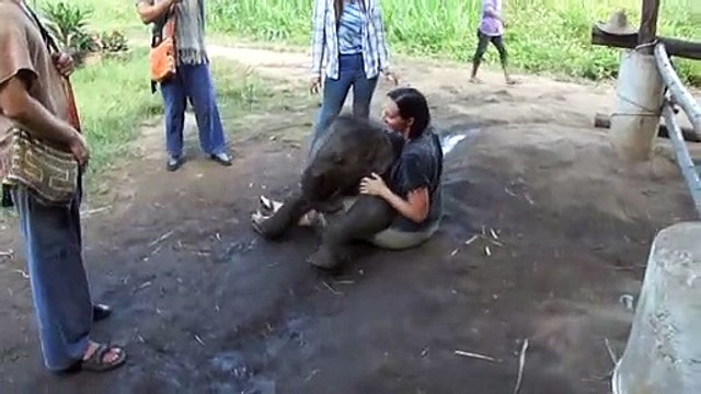 Ce bébé éléphant très joueur ne se rend pas compte de son poids