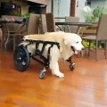 Ce chien en fauteuil roulant n'a qu'une envie : sauter dans la piscine