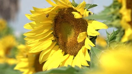 Farmers In Mexico Have A Novel Plan To Save The Bees