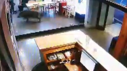 이천 시내에 멧돼지 출몰...사진관 유리창 파손 / YTN