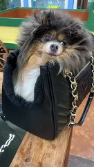 Purse Dog Confused by Fowl