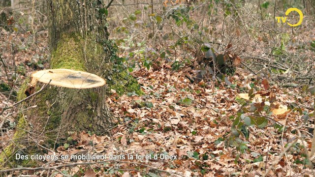 Sujet: Les abattages d'arbre à Onex