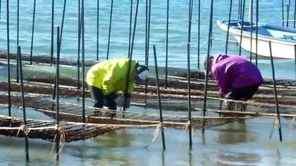Farming Seaweed in Japan