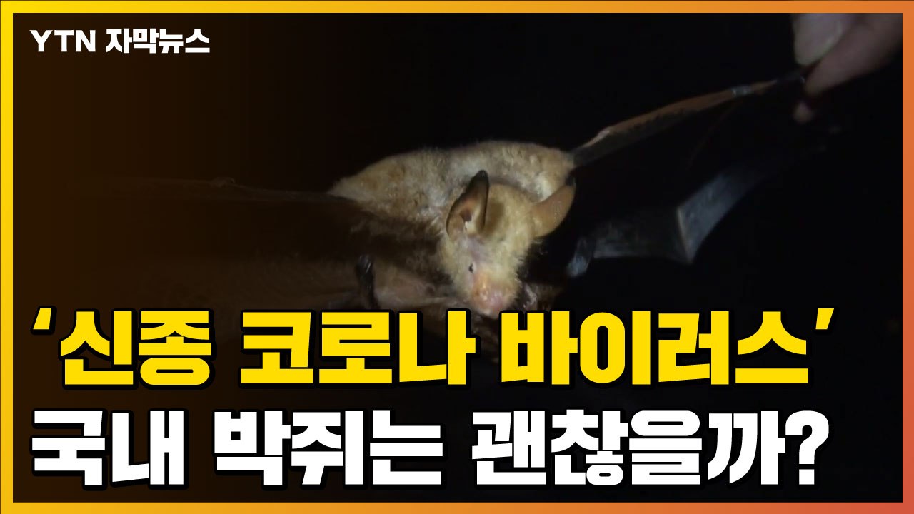 [자막뉴스] '신종 코로나 바이러스' 국내 박쥐는 괜찮을까? / YTN