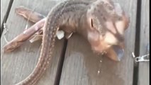 Fisherman catches mystery sea monster with 'three legs' in creepy footage