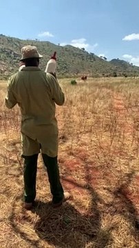 Herd of African Elephants Love Feeding Time