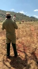 Herd of African Elephants Love Feeding Time