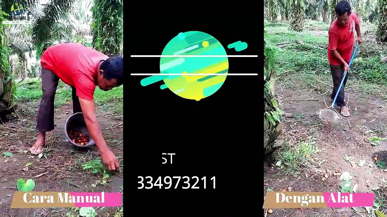 Cara Berondol Manual vs Alat Buatan Sendiri