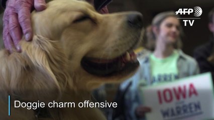 Elizabeth Warren's dog Bailey hits campaign trail