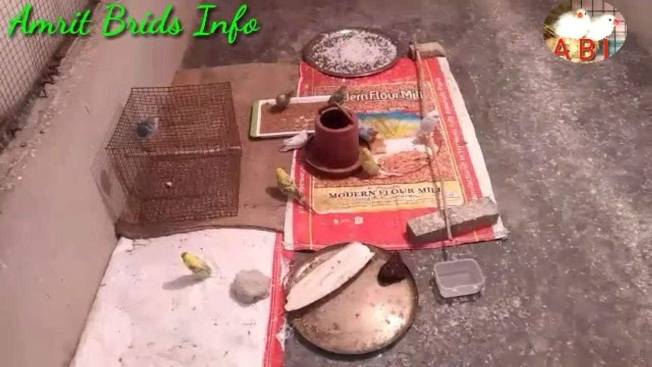 Australia porotas colony ke Aupdat