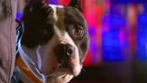 America's Top Dog: Wolverine the Pit Bull Terrier LEAPS On to Round 2