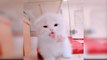 Baby Cats - Cute and Funny Cat Videos Compilation- Aww Animals - Cute animal