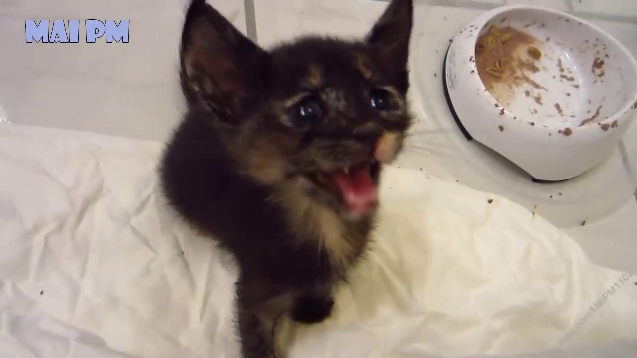 Best Of Cute Kittens Meowing Compilation 2018 ...