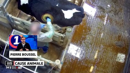 Cause animale - 30/01/2020