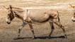 Trafic de peaux d’ânes au Kenya : l’enfer des animaux tués pour la médecine chinoise
