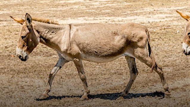 Trafic de peaux d’ânes au Kenya : l’enfer des animaux tués pour la médecine chinoise