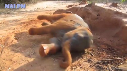 Cute Baby Elephant Videos Compilation -  Cutest Baby animals - Funny compilation