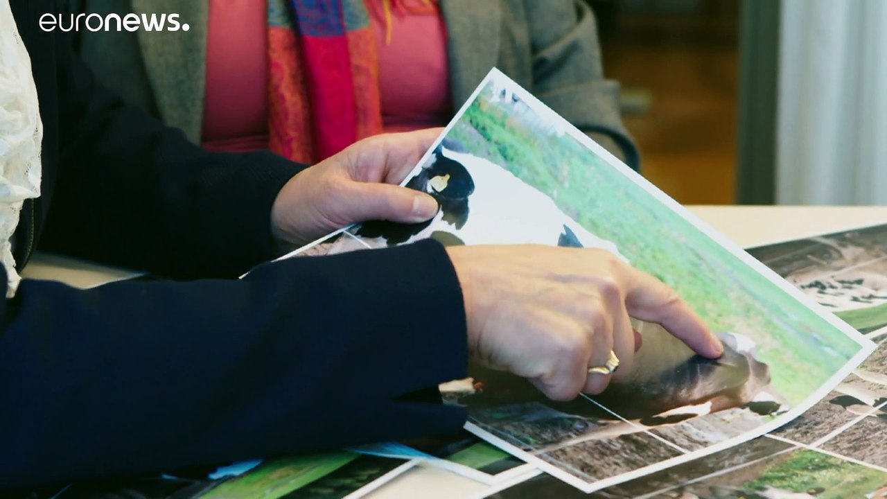 Tierquälerei: schwedens milchtrinkern vergeht der appetit