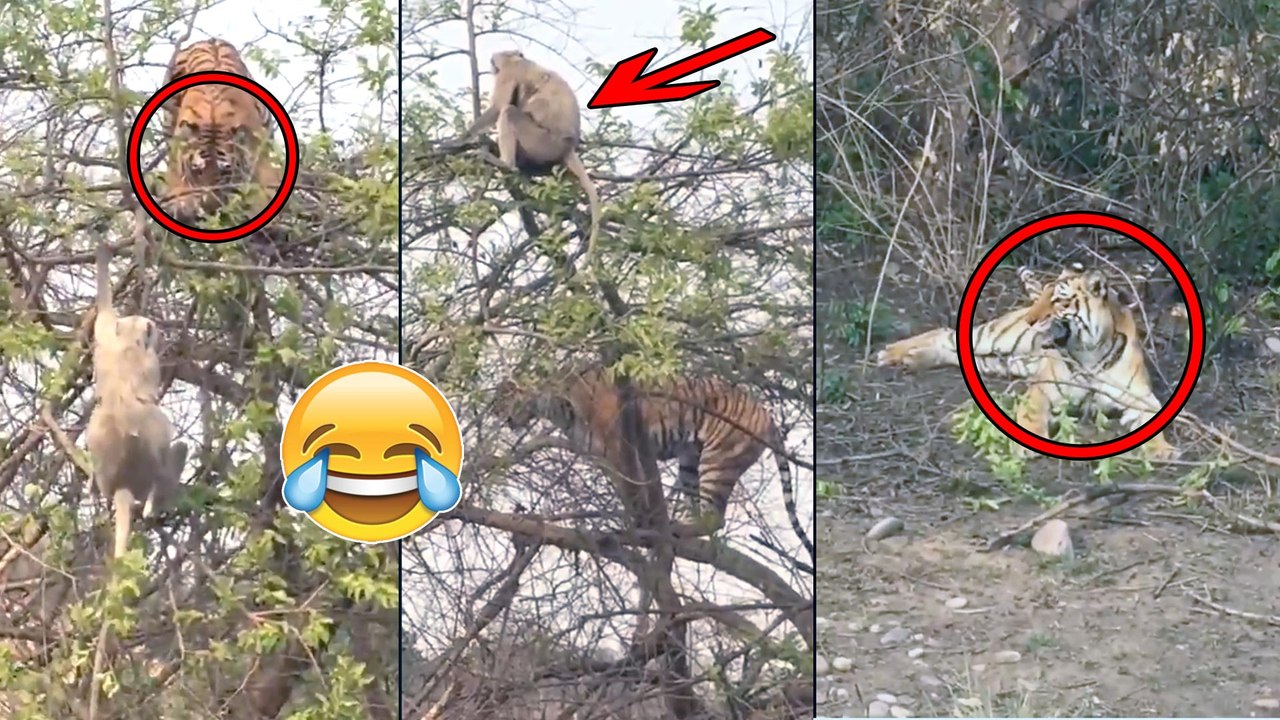 పులి నే బురిడి కొట్టించిన కోతి || Clever Monkey Escapes From Tiger || Oneindia Telugu