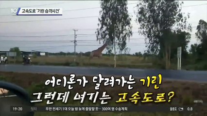 고속도로 ‘기린 습격사건’