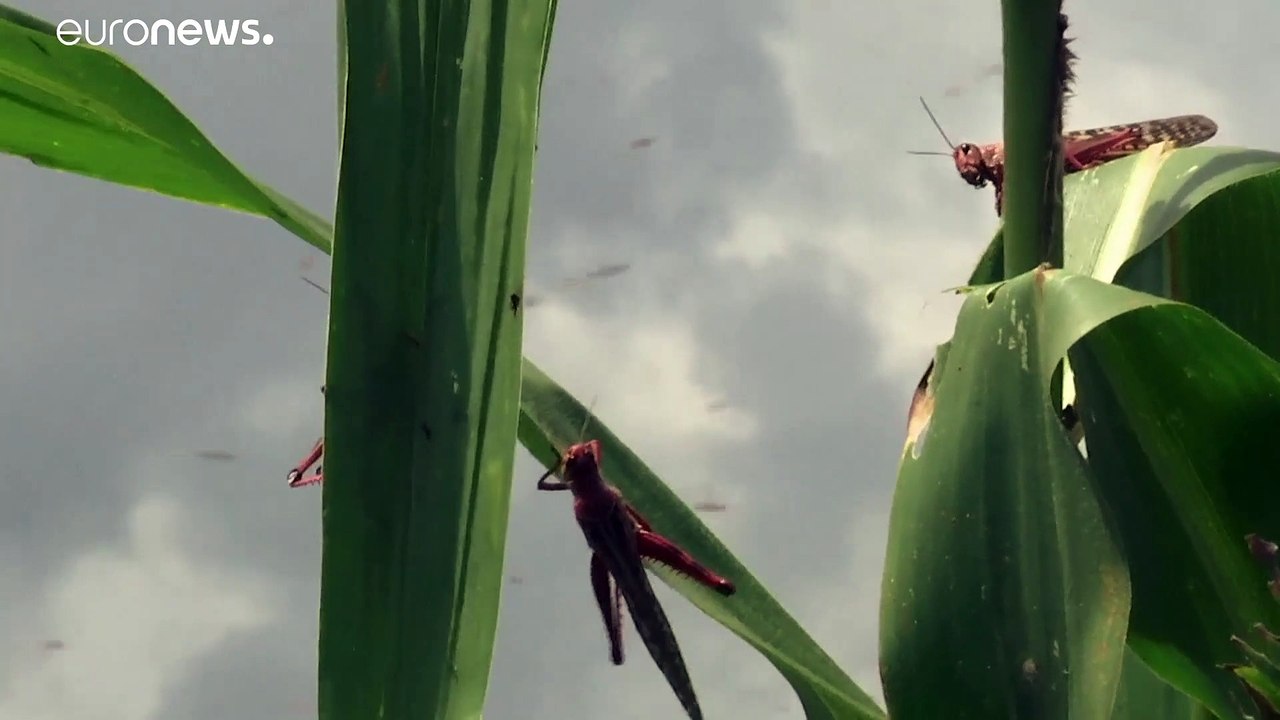 Heuschreckenschwärme fallen über Ostafrika her
