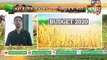Kisan Bulletin : सहजन की खेती पर 50 प्रतिशत का अनुदान, औषधीय गुणों से भरपूर  Drumstick farming | GrameenNews